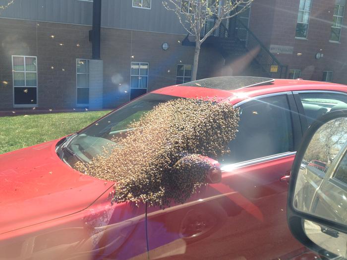 [Thumbnail for bee swarm.jpg]